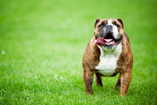 Cute British bulldog standing in a field of green grass. Horizontal with copy space.