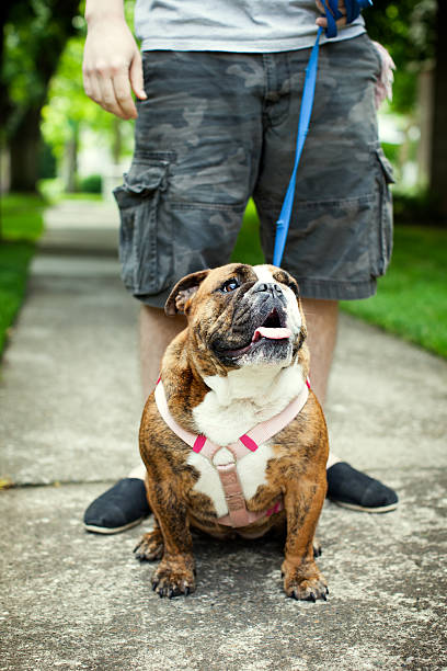 istock English Bulldog on Walk in Suburbs 168324878