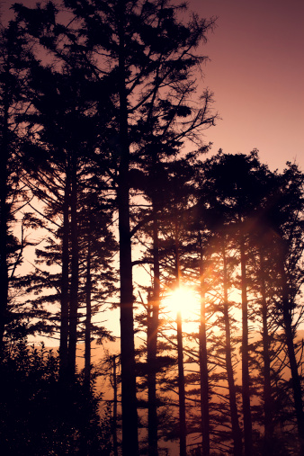 An Oregon state golden sunset / sunrise shine through the evergreen trees over the mountains with a warm glow and slight lens flare. Vertical with copy space. Vignette.