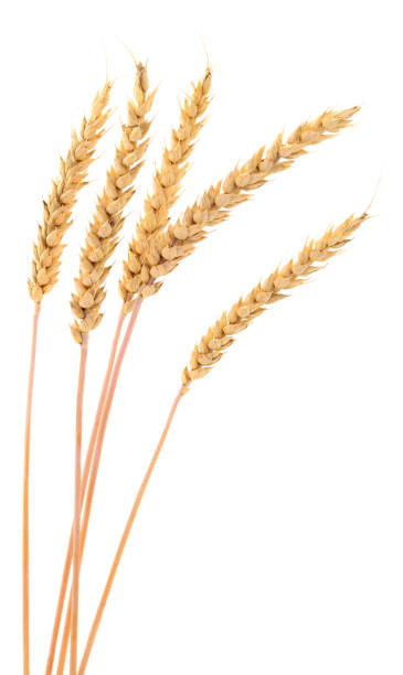 istock Ears of wheat. 1683269303