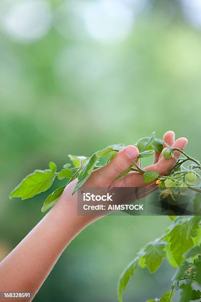 Pflanzen Sind Unsere Freunde Stockfoto und mehr Bilder von Anleitung - Konzepte - Anleitung - Konzepte, Blatt - Pflanzenbestandteile, Energieindustrie