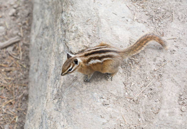 istock Least Chipmunk in Rocky Mountain National Park 1683288203