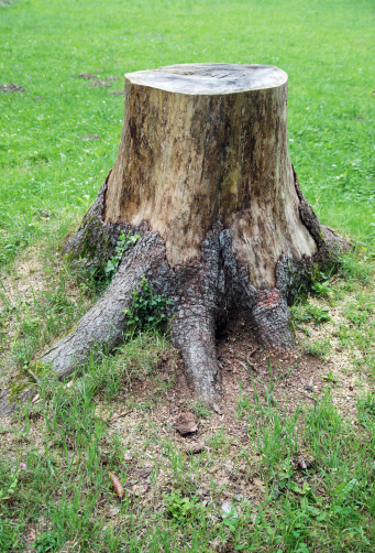 Tree stump on grass with copy space