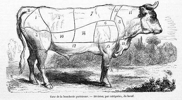 illustrations, cliparts, dessins animés et icônes de vache de la viande de bœuf sections - illustration and painting engraving old fashioned engraved image