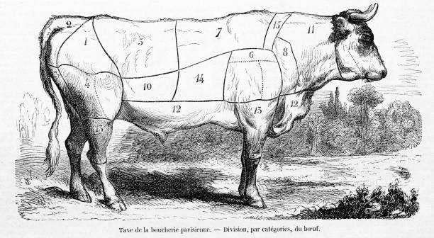 소 고기류 소고기 섹션 - risorgimento stock illustrations