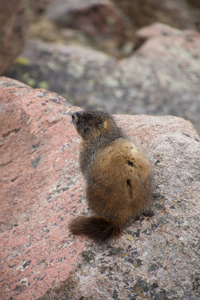 istock Marmot in Rocky Mountain National Park 1683295726