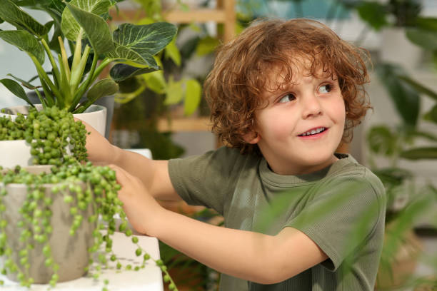 mignon petit garçon prenant soin de belle plante verte à la maison. décoration de la maison - preschooler preschool multi ethnic group plant photos et images de collection