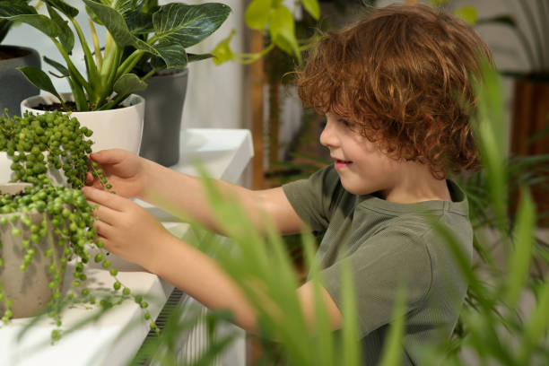 mignon petit garçon prenant soin de belle plante verte à la maison. décoration de la maison - preschooler preschool multi ethnic group plant photos et images de collection