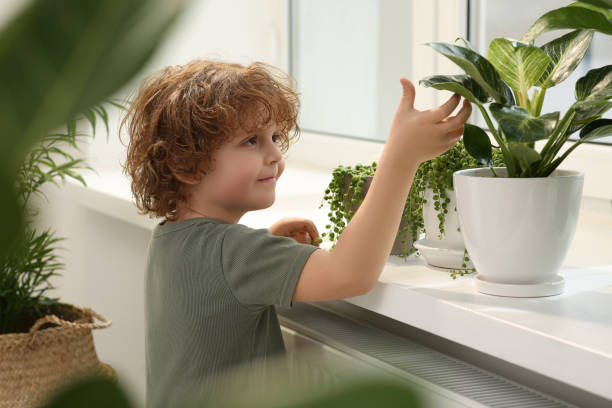 mignon petit garçon prenant soin de belle plante verte à la maison. décoration de la maison - preschooler preschool multi ethnic group plant photos et images de collection