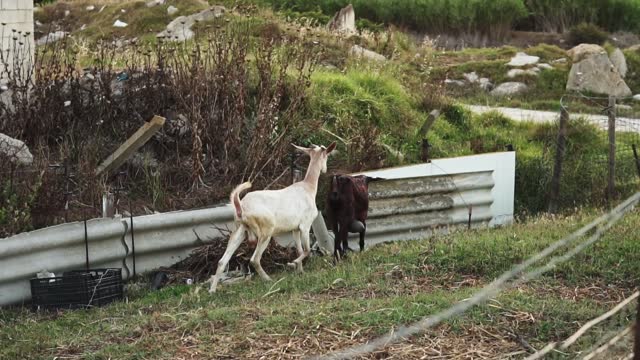 Two goats, white and black, next to a metal fence. Shot in slow motion.