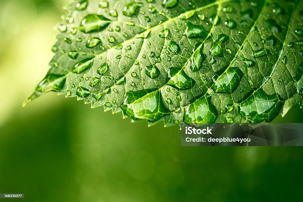 Water drops on leaf in sunshine Macro shot of water droplets on a leaf, copyspace in the lower area, green background,  Leaf Stock Photo