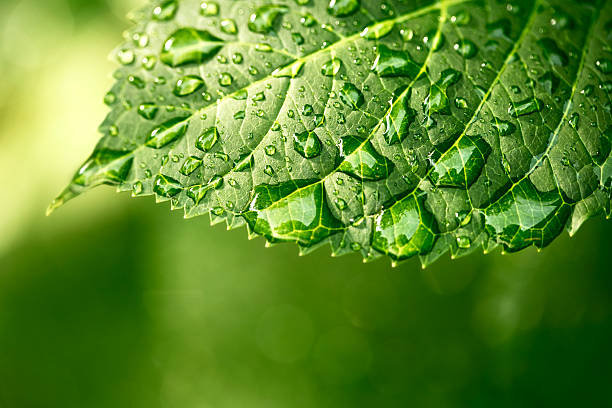 Water drops on leaf in sunshine Macro shot of water droplets on a leaf, copyspace in the lower area, green background,  dew stock pictures, royalty-free photos & images