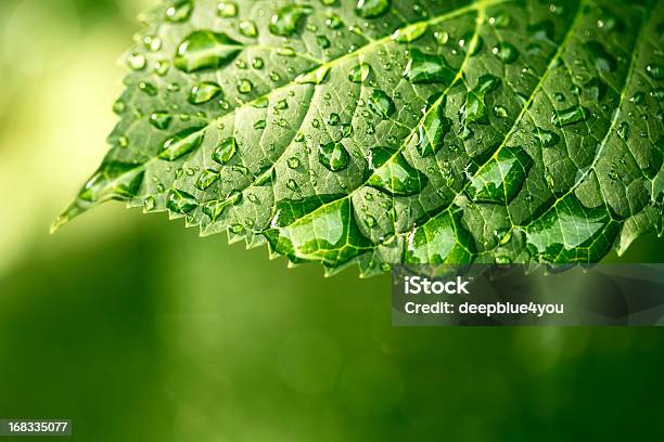 Water Drops On Leaf In Sunshine Stock Photo - Download Image Now - Leaf, Environment, Environmental Conservation