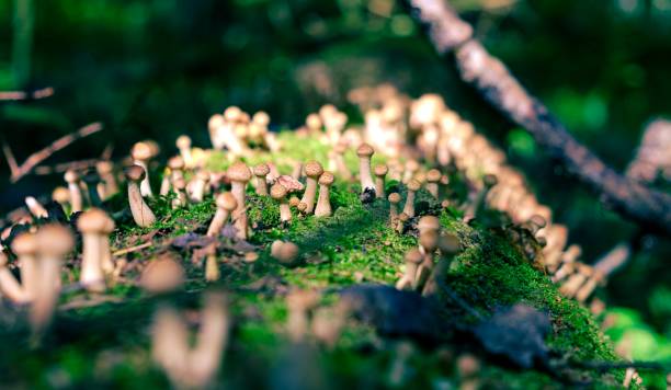 Mushrooms of honey mushrooms grow in the forest A sunny summer or autumn day. stock photo