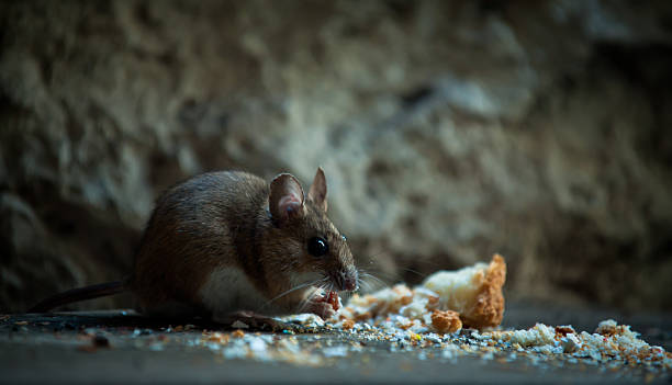 Mouse in basement Small mouse eating crumb in a basement rodent stock pictures, royalty-free photos & images