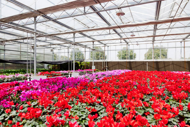 istock Garden Center Greenhouse 168336496