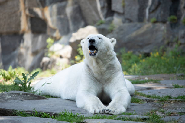 istock Funny polar bear. Polar bear sitting funny pose. 1683371544