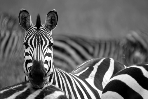 A herd of zebra cross the Mara River during the annual Great Migration in the Masai Mara, Kenya. Closeup of a group splashing through the water.