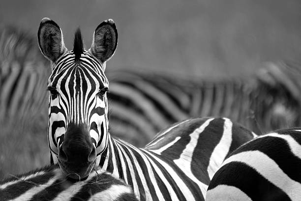Zebra Zebra amongst a herd – black and white zebra stock pictures, royalty-free photos & images