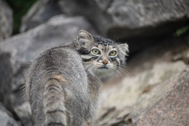 istock Pallas's cat Manul Otocolobus manul cute wild cat 1683387700