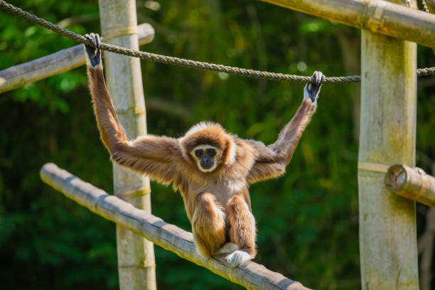 weißhandgibbon springt im wald. tier in freier wildbahn - gibbon rainforest animal ape stock-fotos und bilder