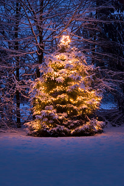 istock Christmas Tree with lights in the Snow 168338991