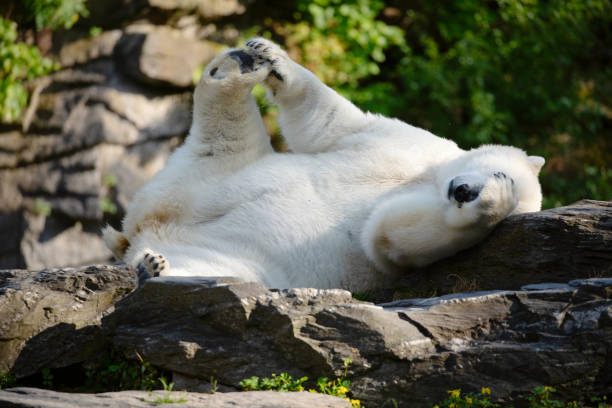 istock Funny polar bear. Polar bear sitting funny pose. 1683390905