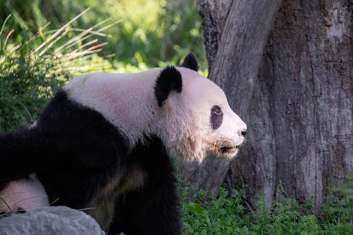 big panda sitting eating bamboo. Endangered species. Black and white mammal that looks like a teddy bear. Deep photo of a rare bear.