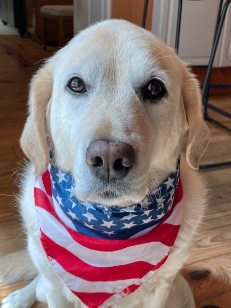 istock Labrador Mix with American Flag Bandana 1683400072