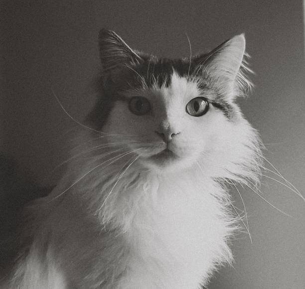 istock Black and white portrait of a single cat 1683418800
