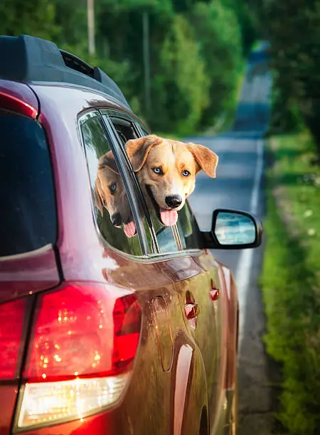 Photo of Happy dog peeking out of car window