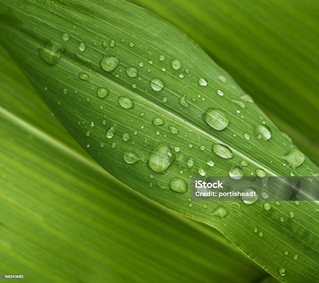 Grüne Blätter - Lizenzfrei Blatt - Pflanzenbestandteile Stock-Foto