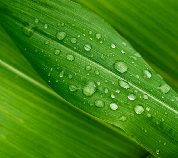 istock Green wide leaves with clear dew drops 168343682