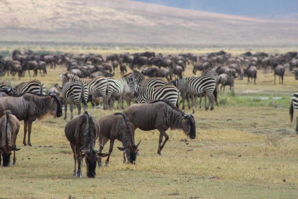 istock Wildebeest and zebras 1683447279