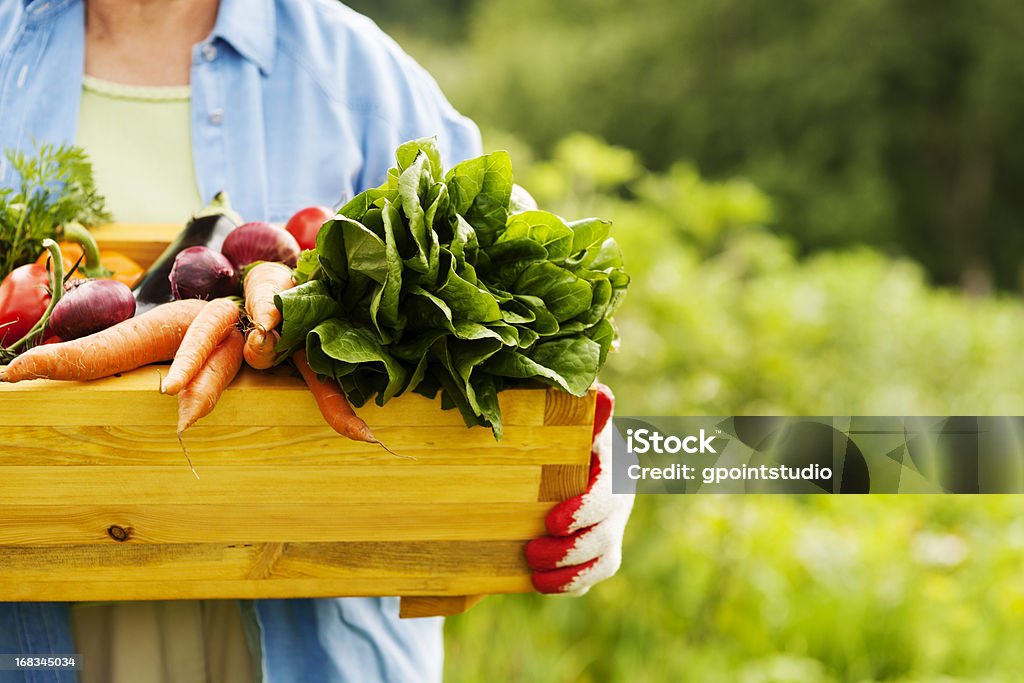Senior woman holding box with vegetables Vegetable Stock Photo