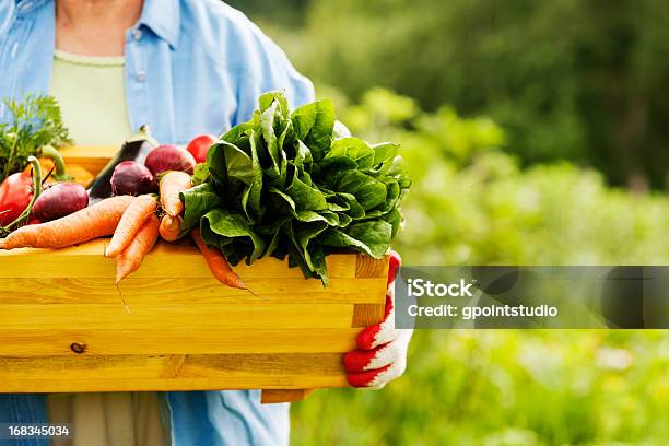 Senior Woman Holding Box With Vegetables Stock Photo - Download Image Now - Vegetable, Springtime, Farmer