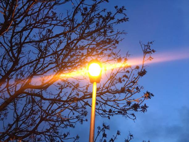 Common ash - branches, twigs & samaras by a street lamp stock photo