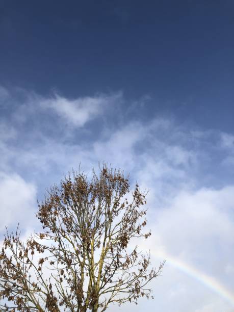 Common ash - crown & rainbow stock photo