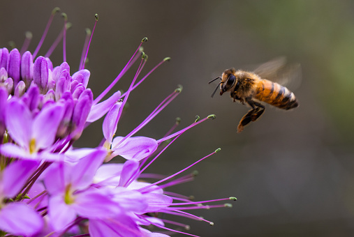 Bee on a spring flower collecting pollen and nectar