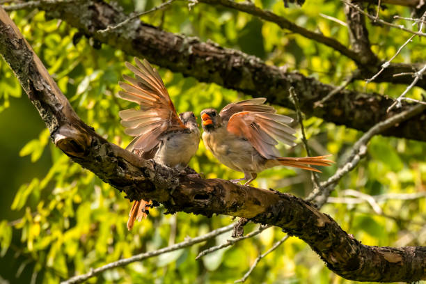 istock The northern cardinal (Cardinalis cardinalis). 1683480028