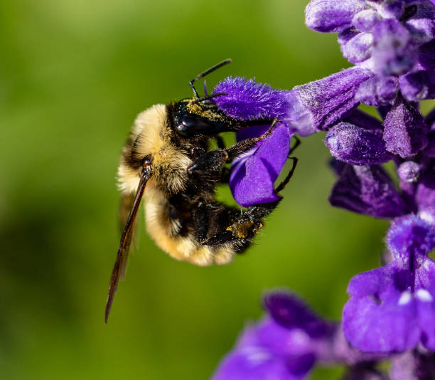 istock Bumblebee Pollinating Salvia 1683480031