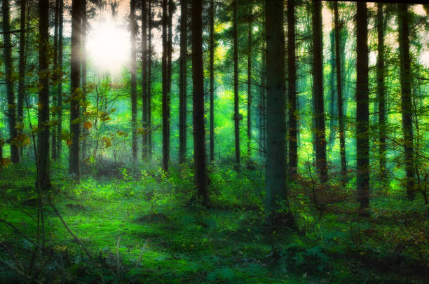 istock Trees of all types and seasons. A  beautiful world of differences 1683480574