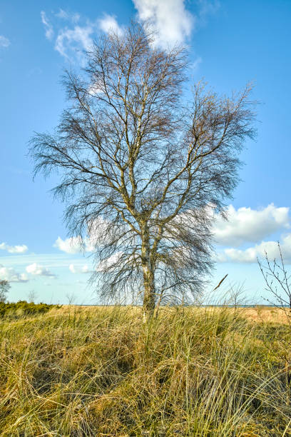 istock Trees of all types and seasons. A  beautiful world of differences 1683482185
