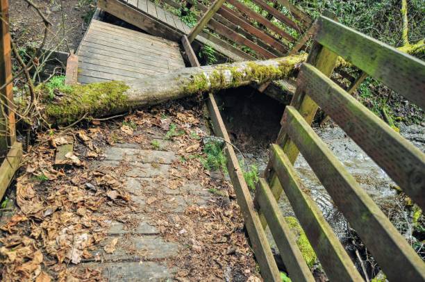 istock Bridge of (tree) sighs 1683487419