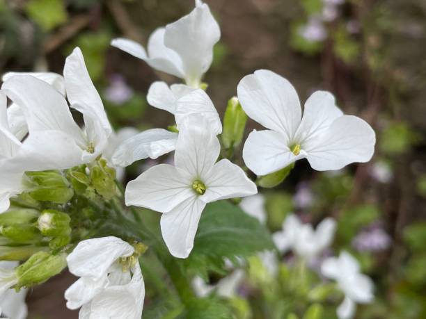White Honesty plant in flower stock photo