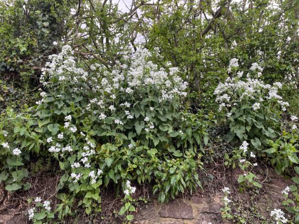 istock White Honesty plant in flower 1683492662