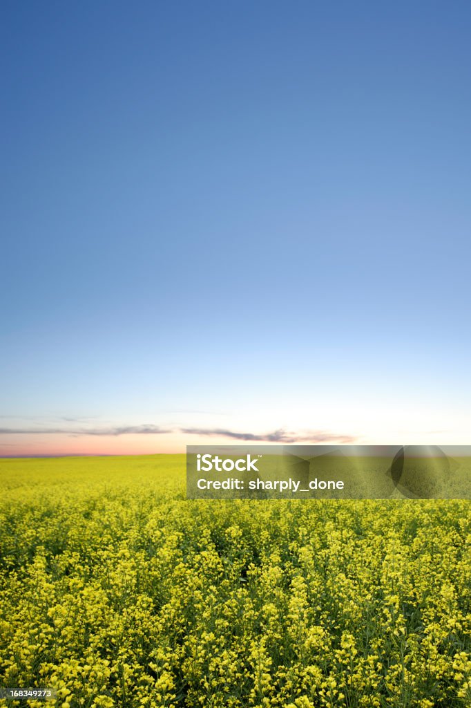 XXXL campo de canola crepúsculo - Foto de stock de Pôr-do-sol royalty-free