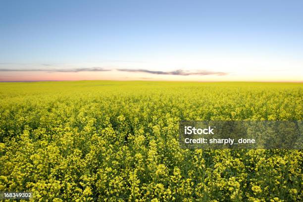 Xxl Canola Field Crepúsculo Foto de stock y más banco de imágenes de Granja - Granja, Manitoba, Paisaje no urbano