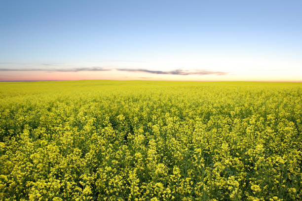 istock XXL canola field twilight 168349302