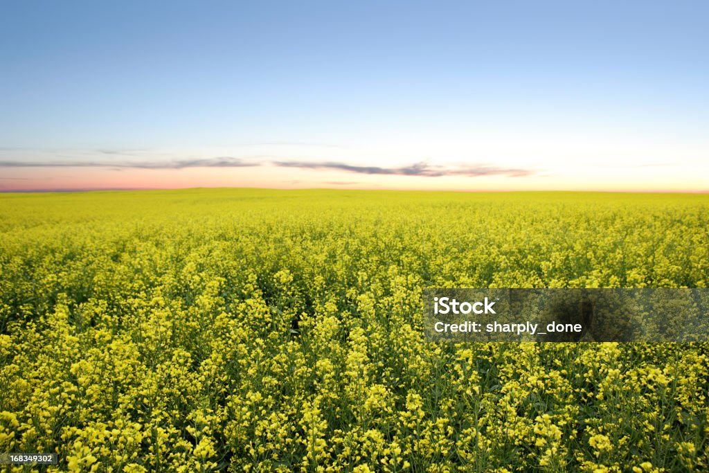 XXL canola field twilight ripe yellow canola rapeseed field at twilight (XXL) Farm Stock Photo